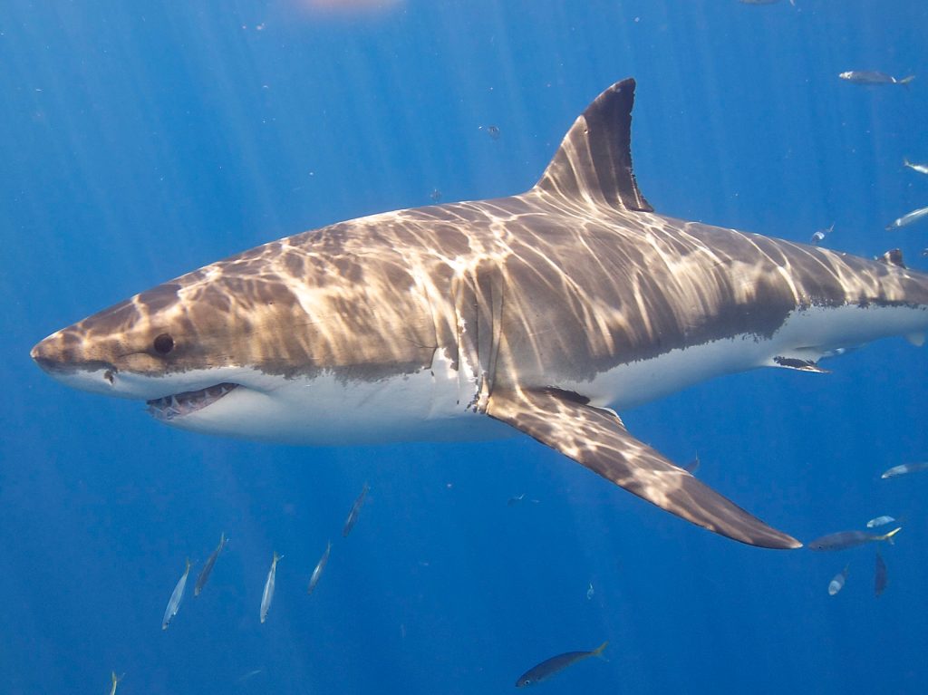 How Big Great White Sharks Can Get, and 5 Other Fascinating Shark Facts