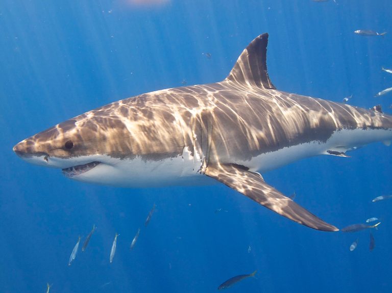 How Big Great White Sharks Can Get, and 5 Other Fascinating Shark Facts
