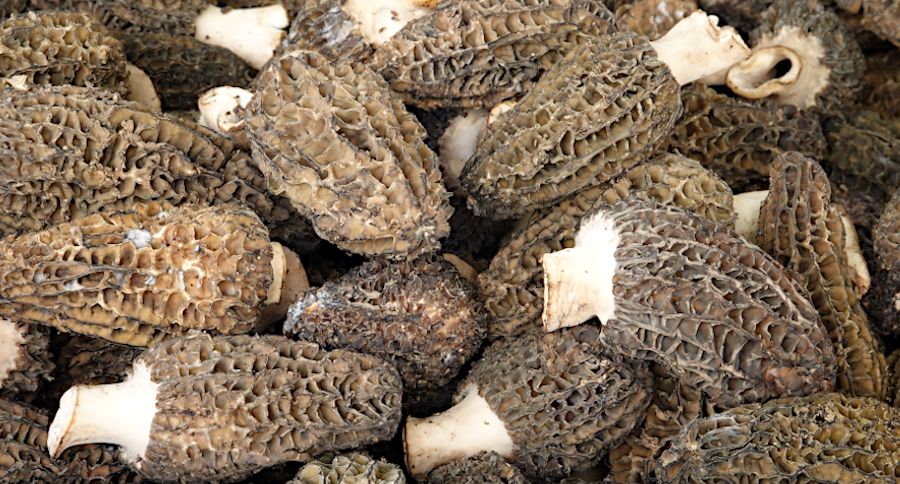 How to Cook Morel Mushrooms