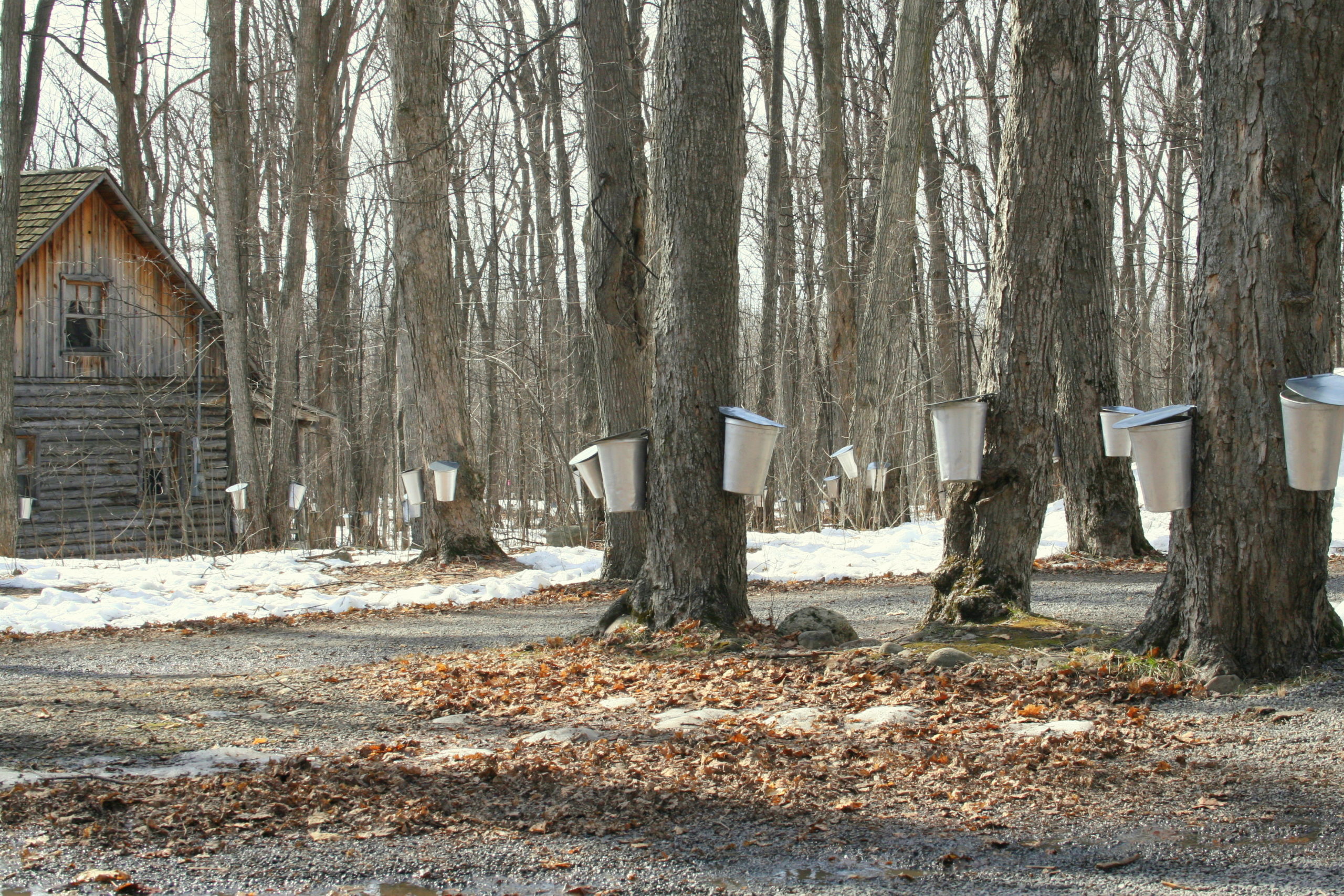 How to Make Maple Syrup