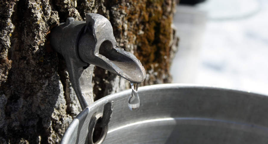How to Make Maple Syrup