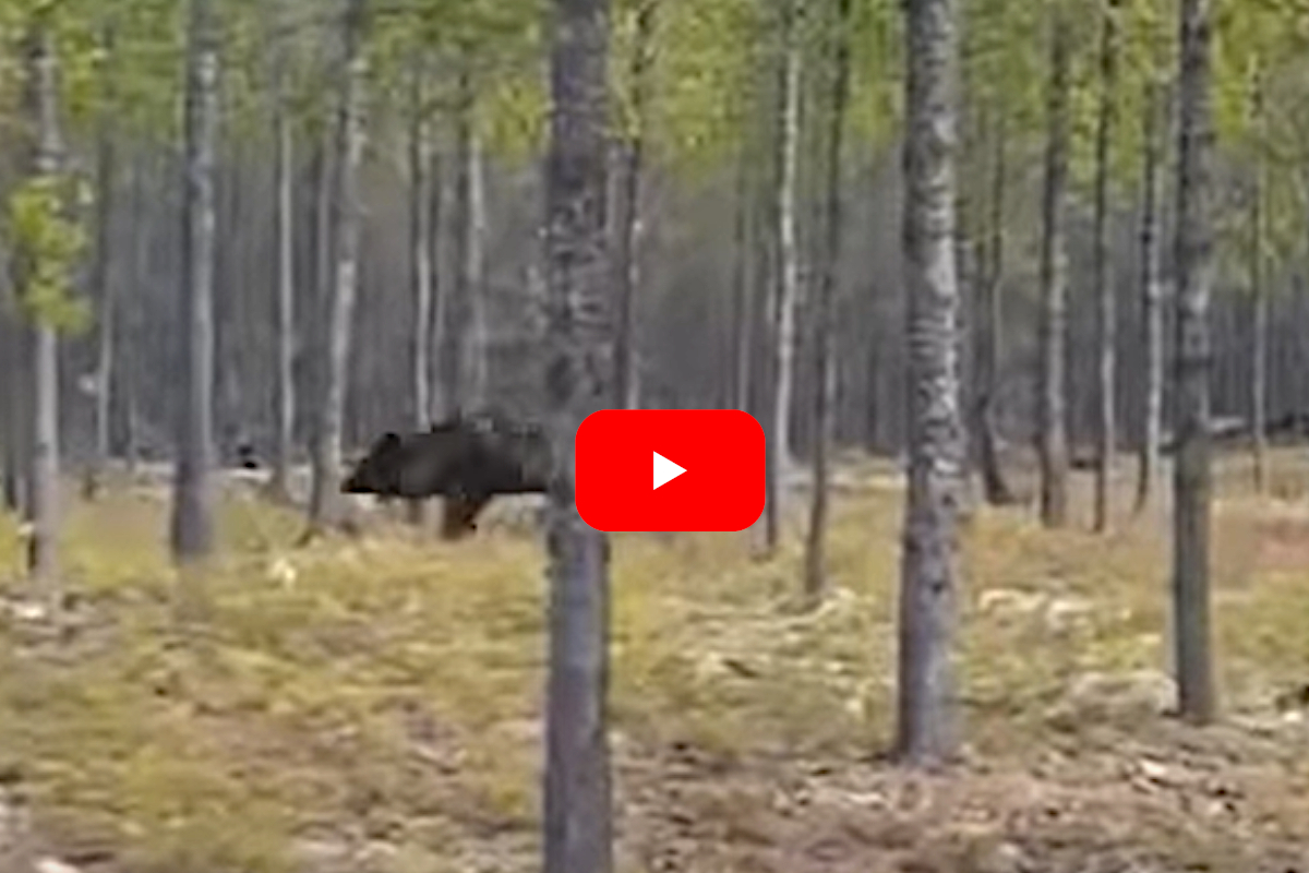 Unbelievably Huge Wolf Chases Dog in Northern Saskatchewan