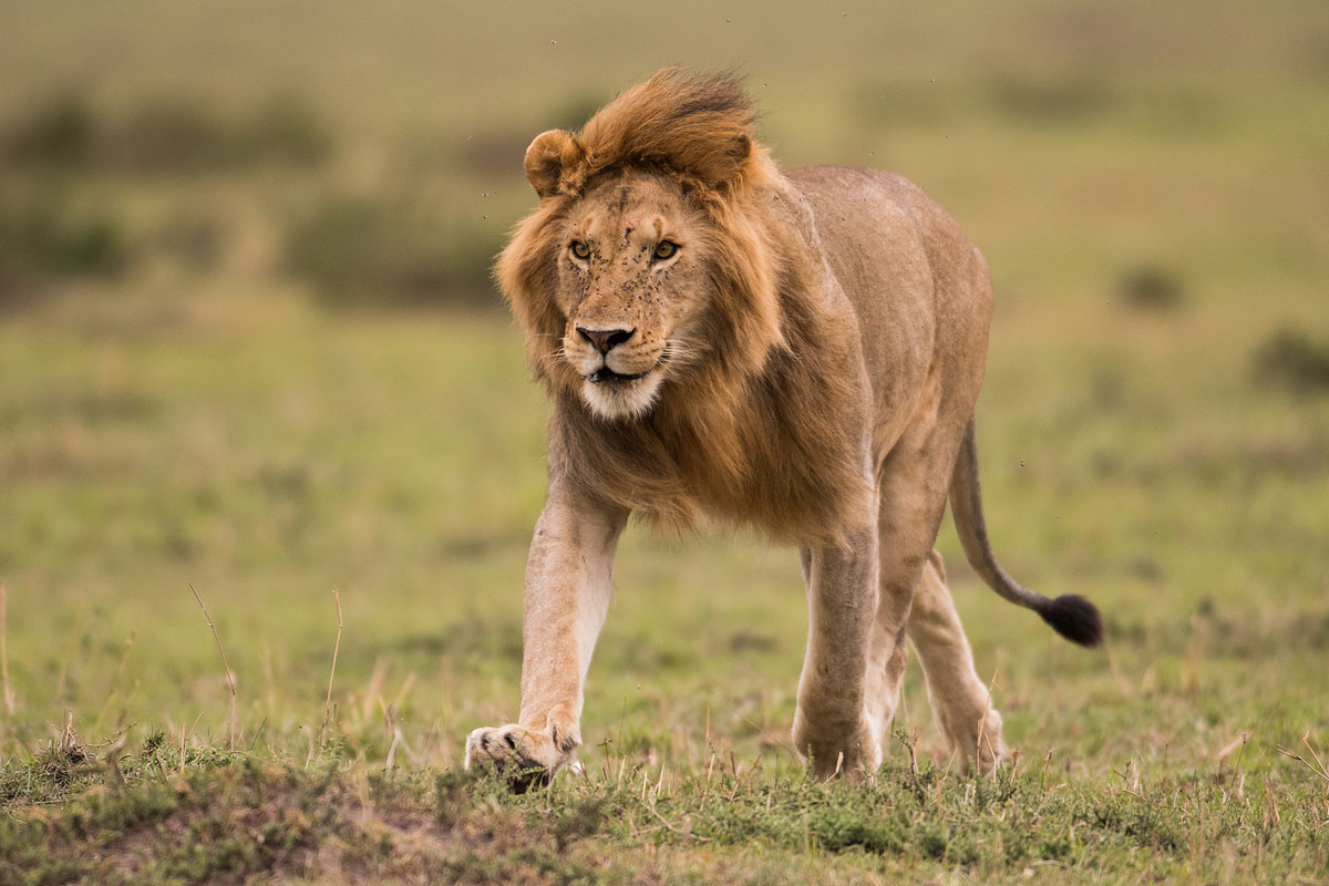 lion