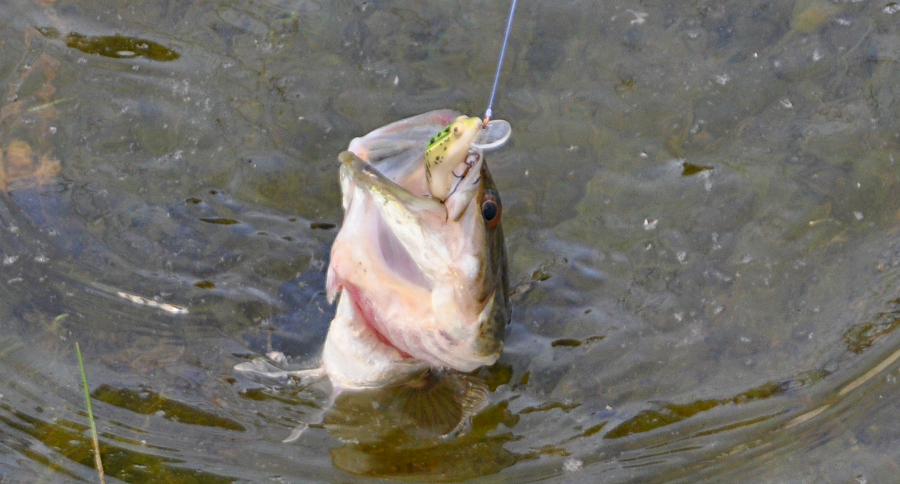Missouri Fishing Permits