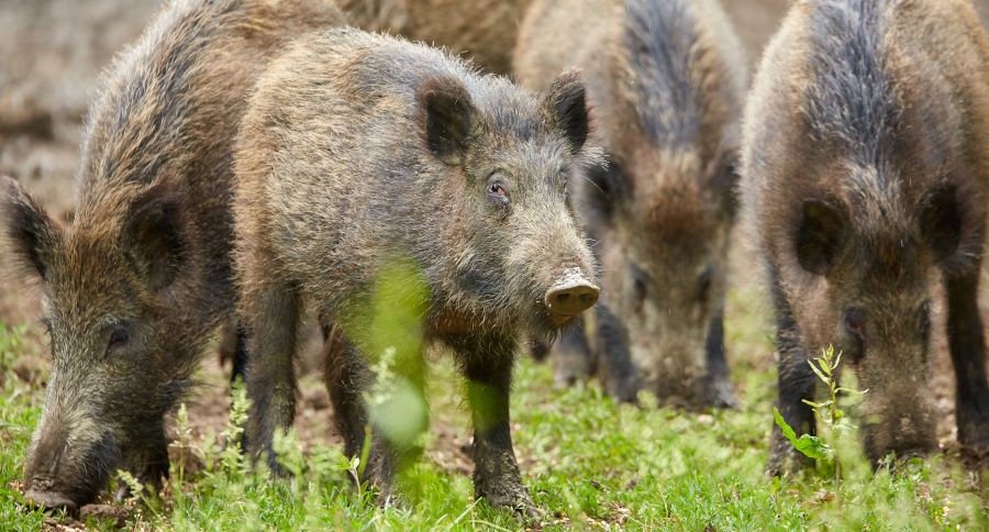 Missouri Hog Hunting