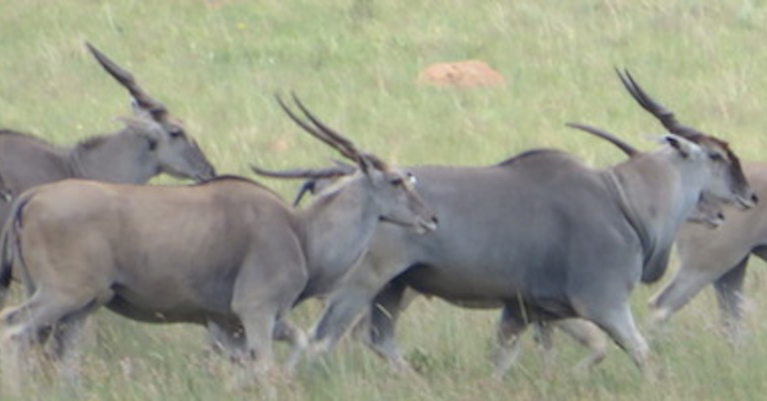 picture of Animals in Africa You Need to Hunt eland