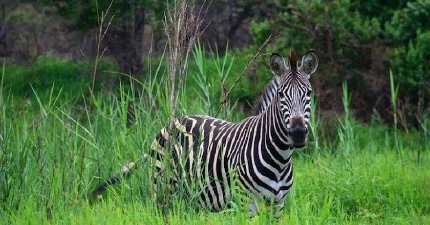 picture of Animals in Africa You Need to Hunt zebra