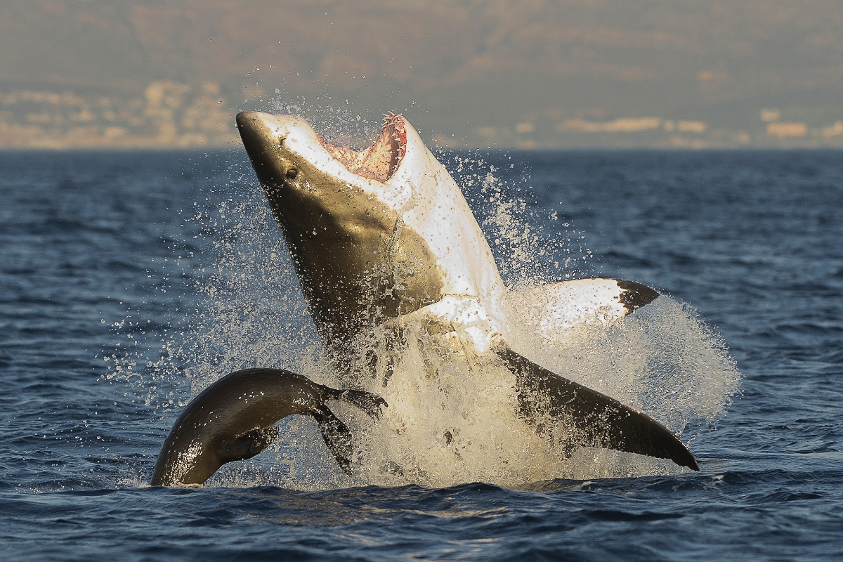 15 Pictures of Great White Sharks that Showcase Their Size and Ferocity