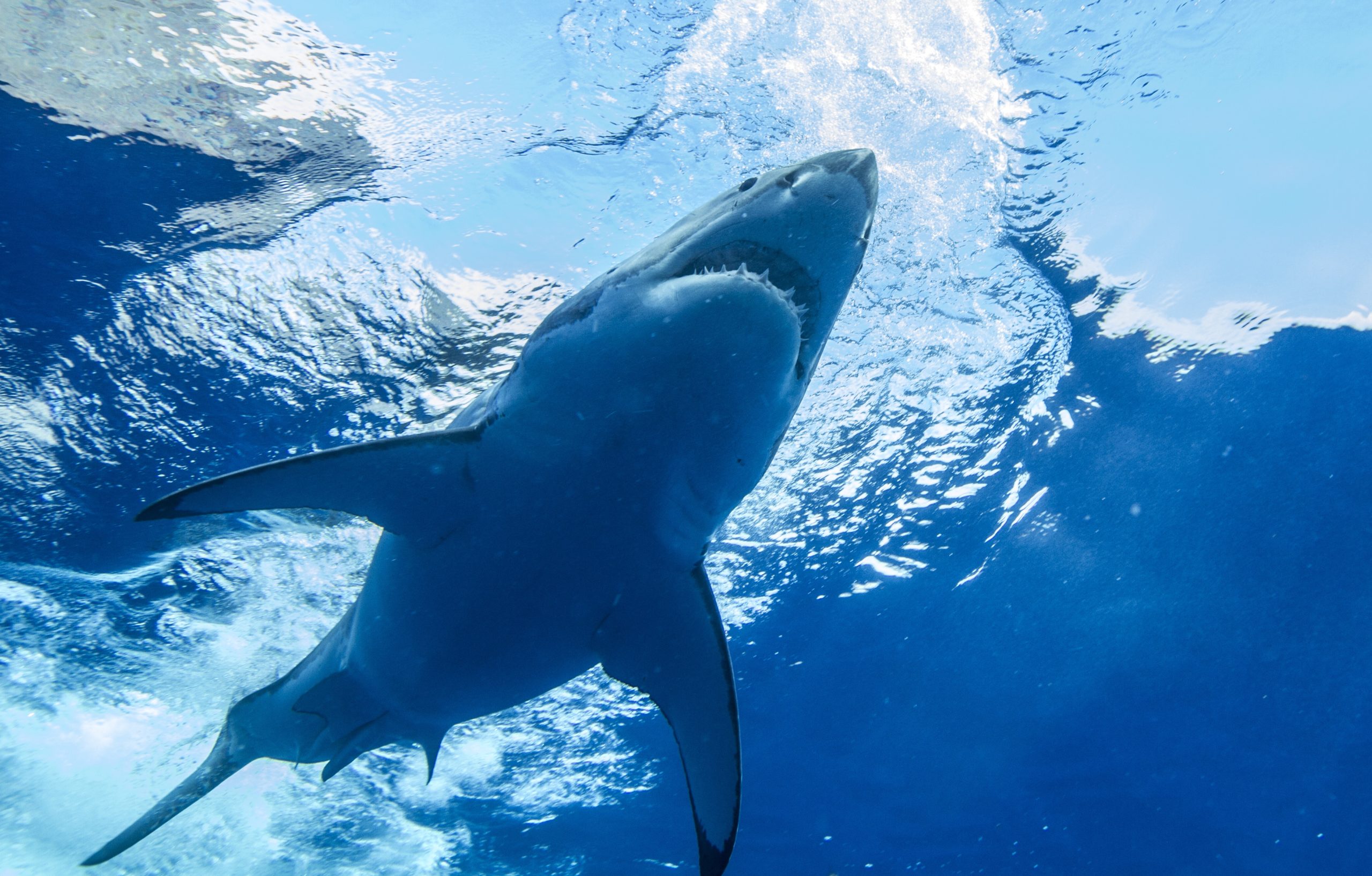 Pictures of Great White Sharks