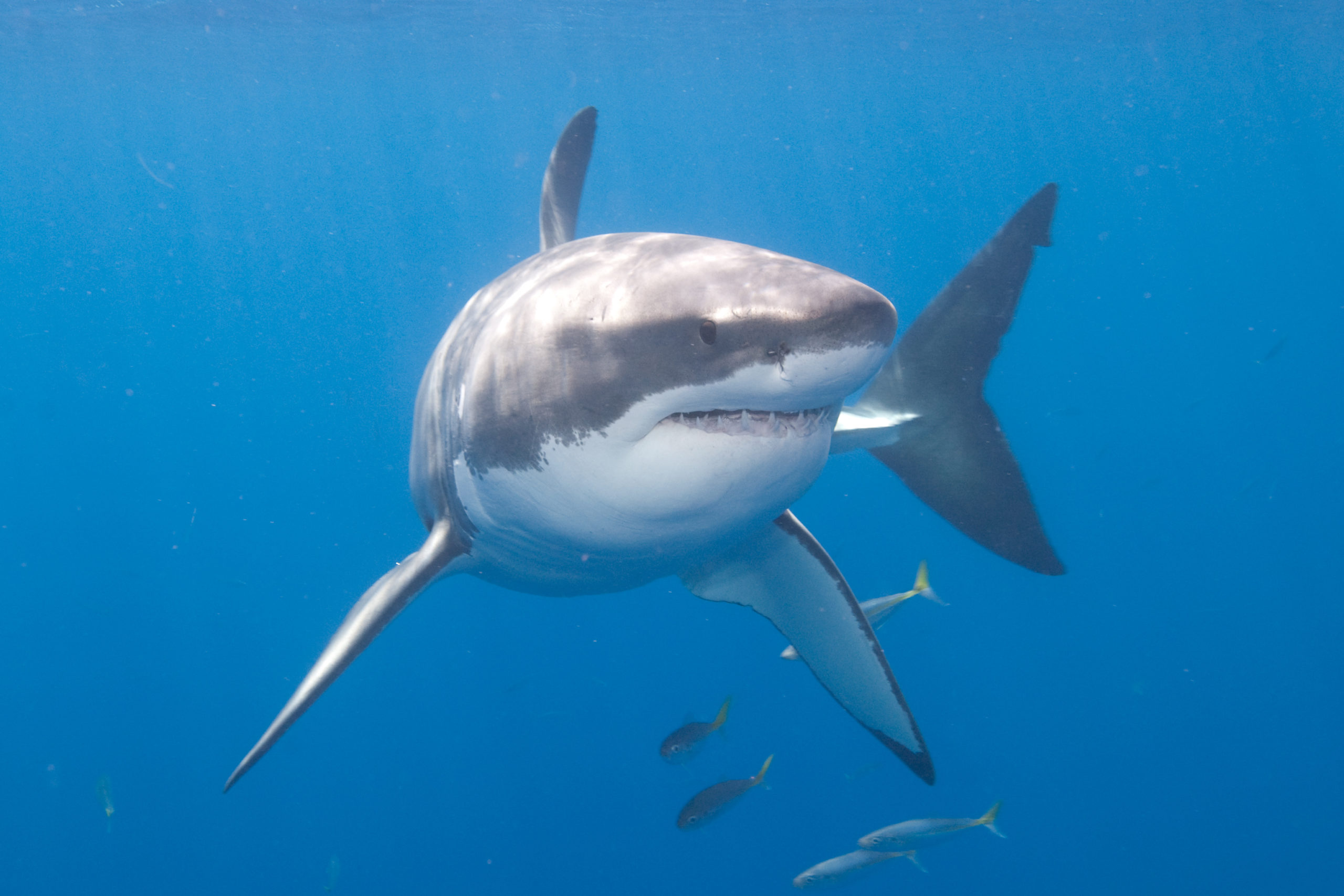 Pictures of Great White Sharks