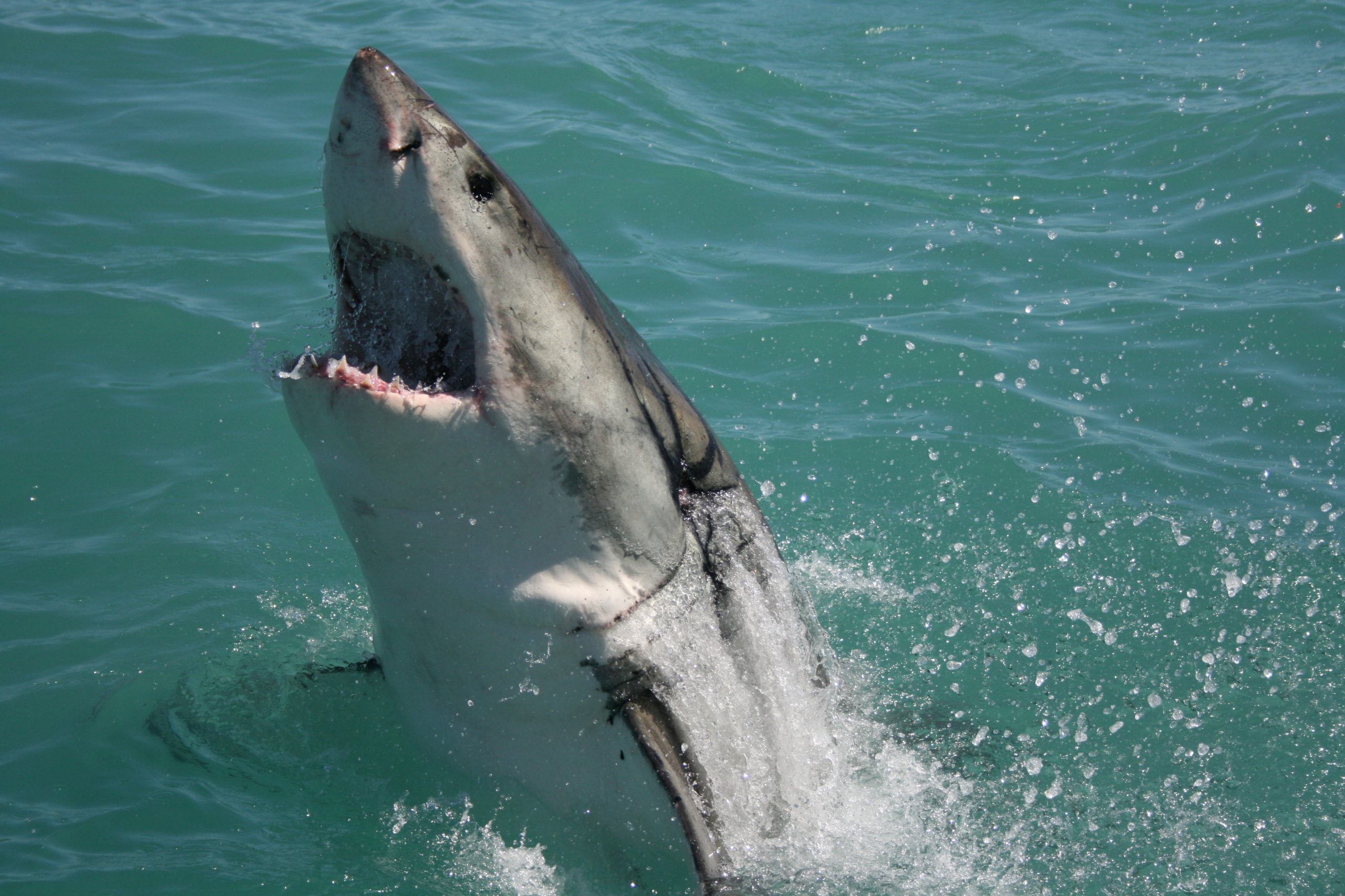 Pictures of Great White Sharks