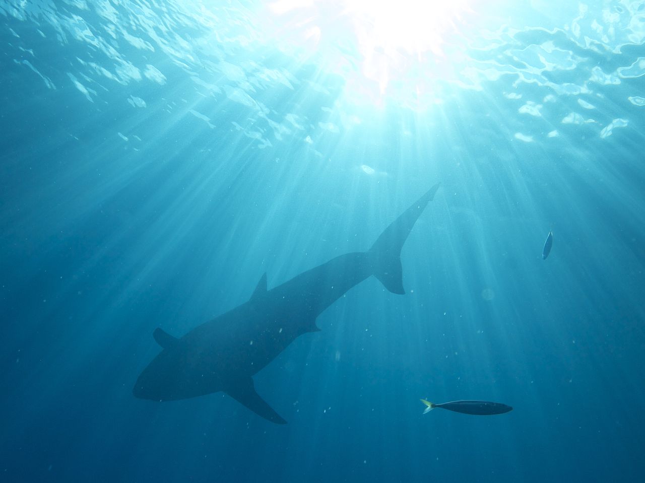 Pictures of Great White Sharks