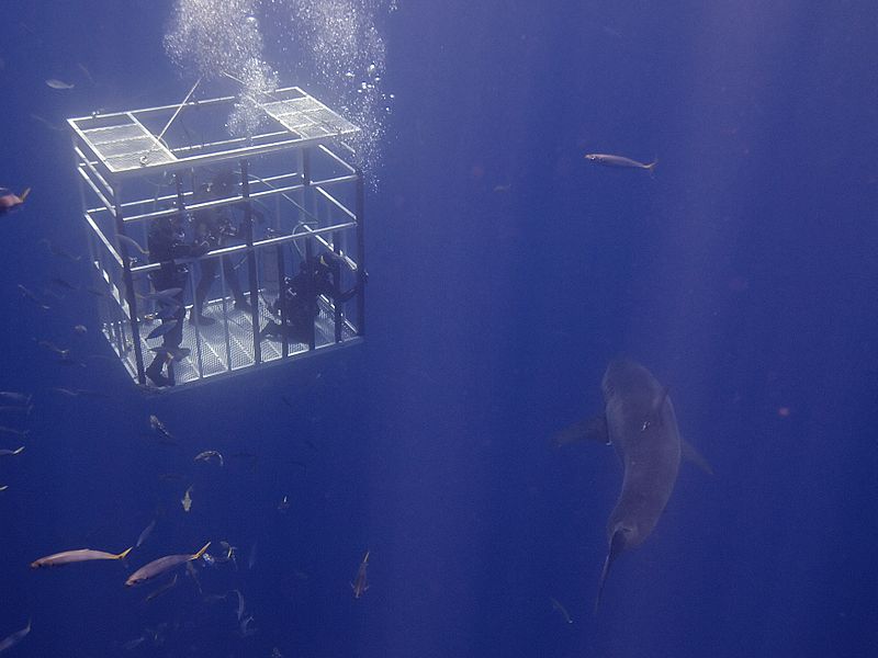 Pictures of Great White Sharks