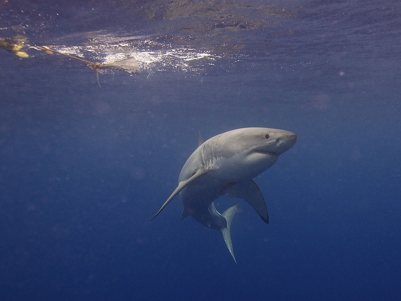 Pictures of Great White Sharks