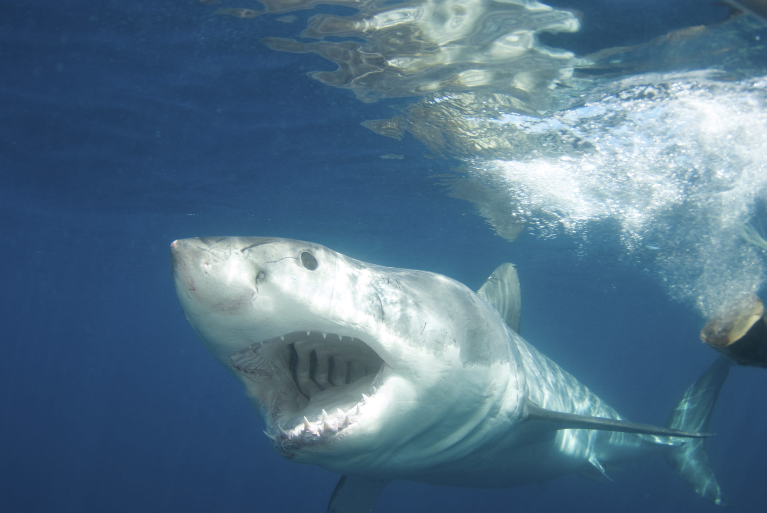 Pictures of Great White Sharks