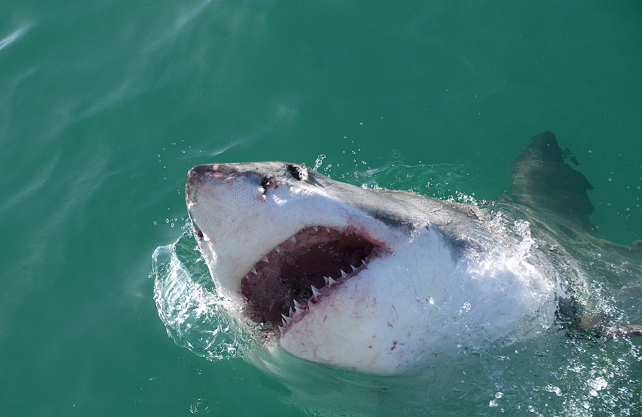 Pictures of Great White Sharks