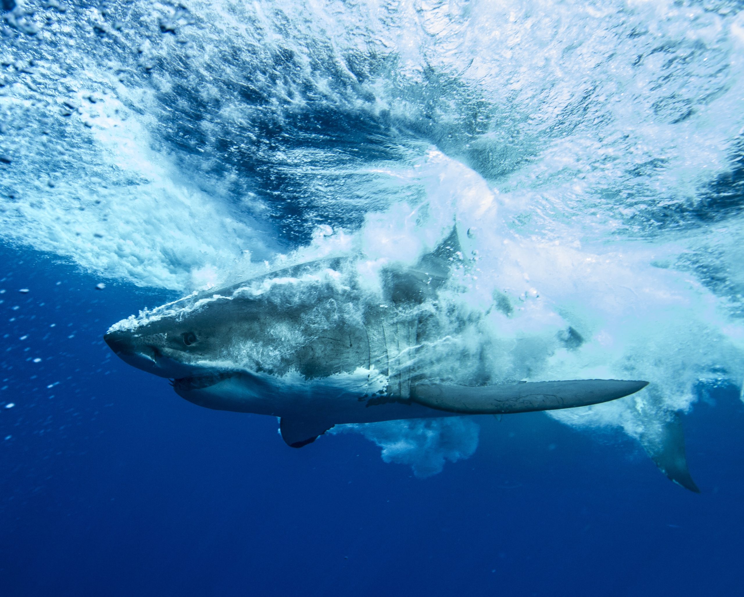 Pictures of Great White Sharks