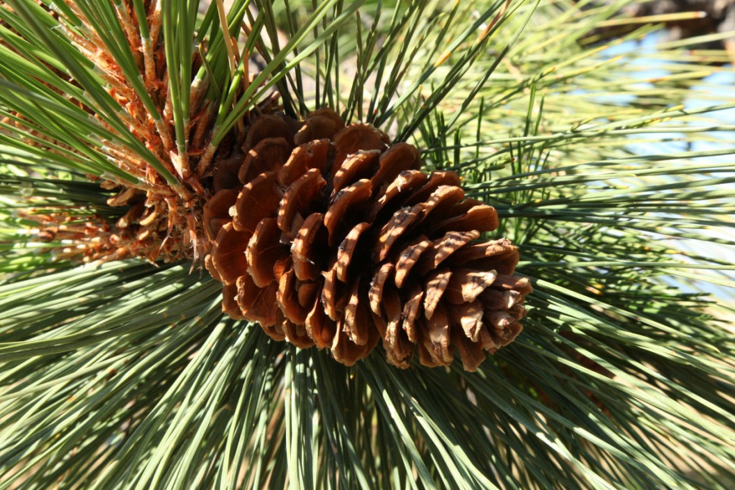 Pine Trees