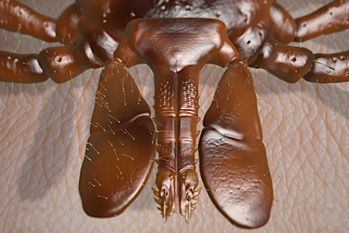 Tick