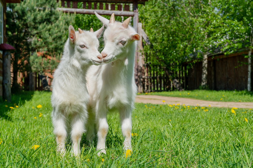 Two goats nuzzling together