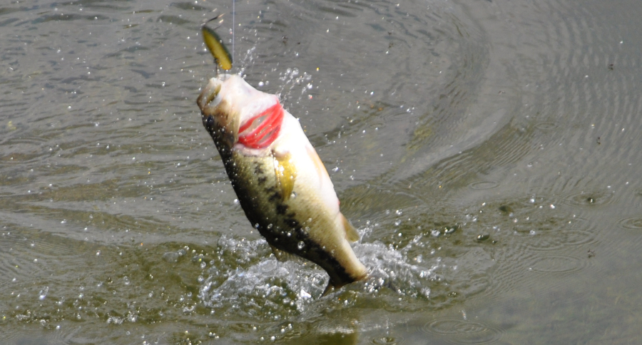 What to Use for Spring Bass Fishing