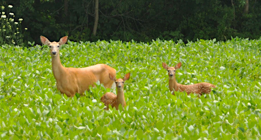 Whitetail Paralysis