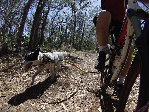 Best Dog Bike Leash - Bike Tow Leash