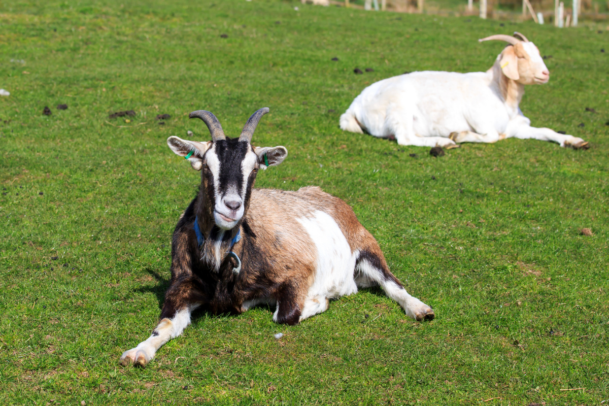 The Boer Goat Gentle Giants Roaming The Barnyard