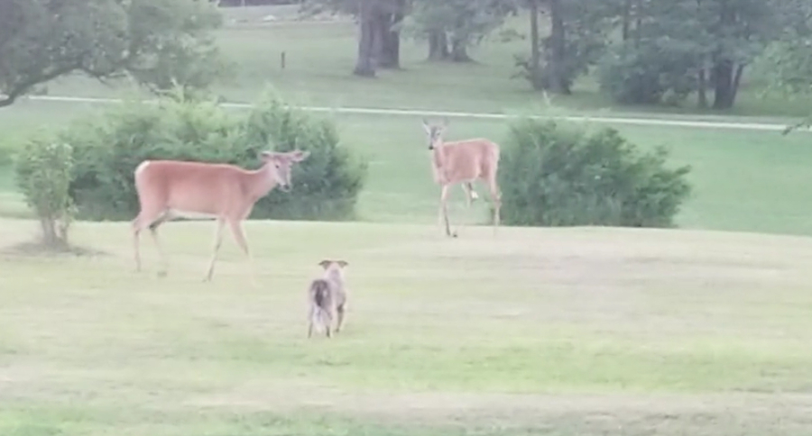 Deer and Dog