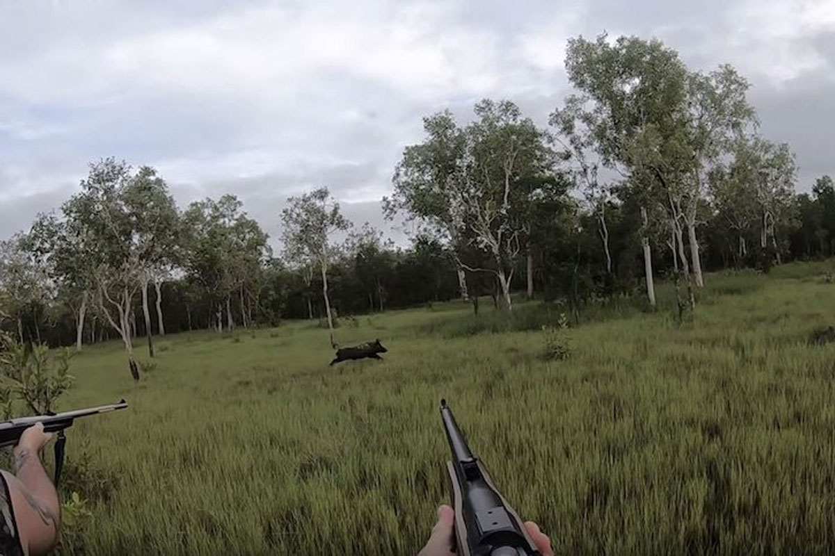 hog hunting