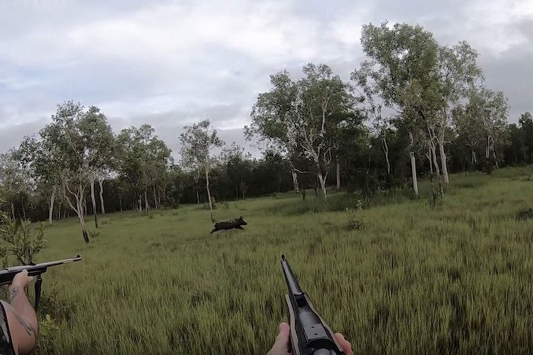 hog hunting