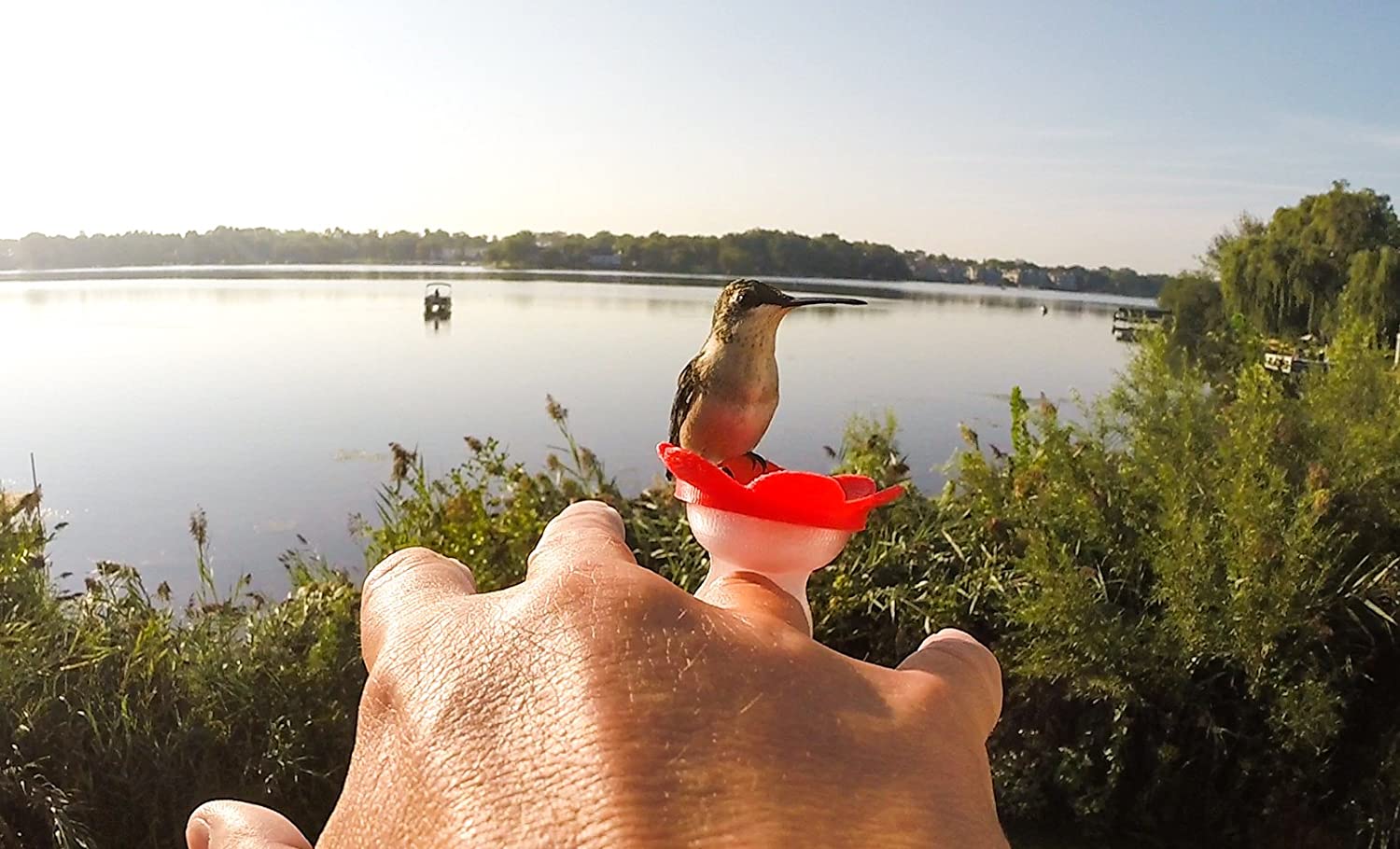 Hummingbird Ring Feeder (Red)