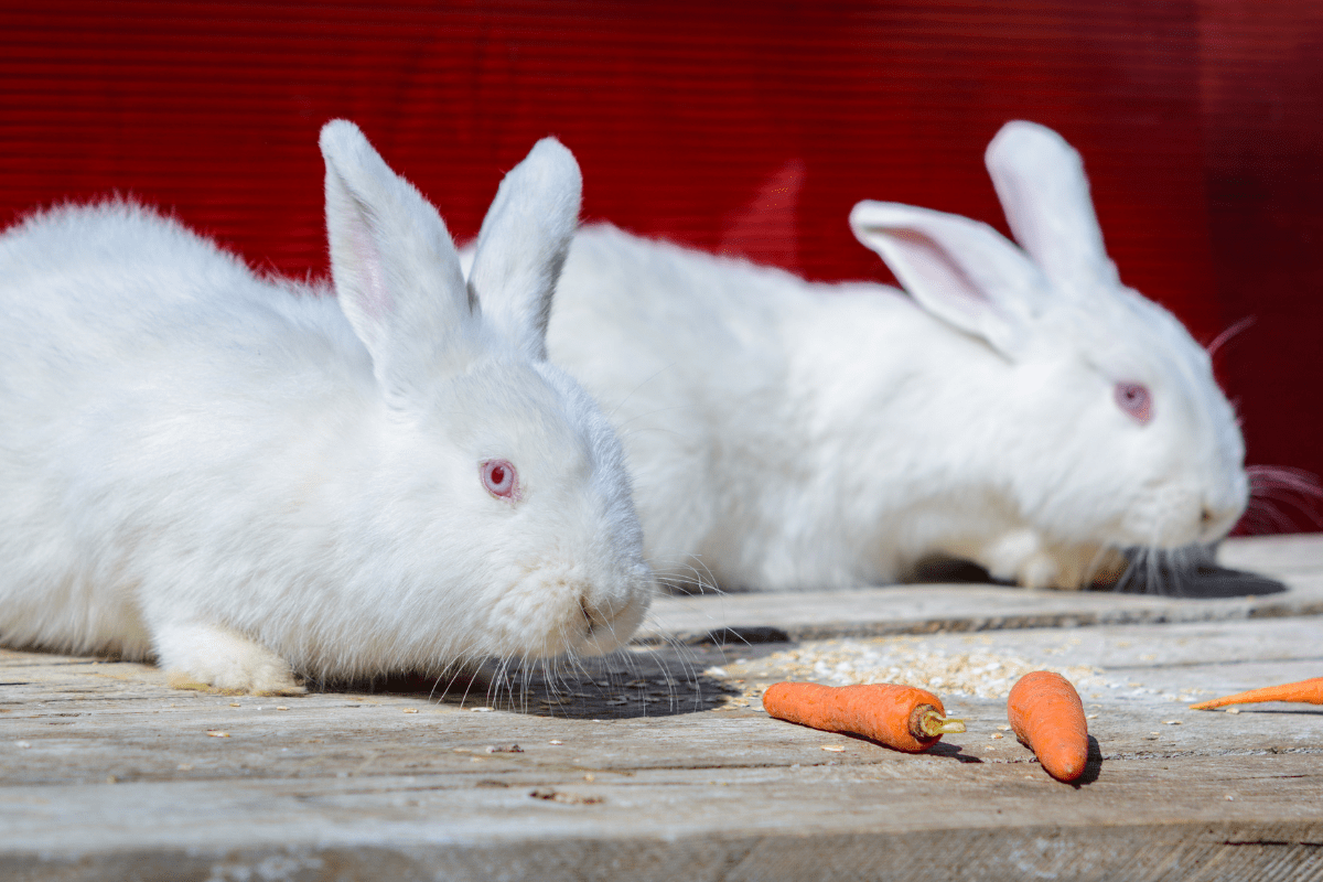 Meet the New Zealand Rabbit (A.K.A. The New Zealand White Rabbit)