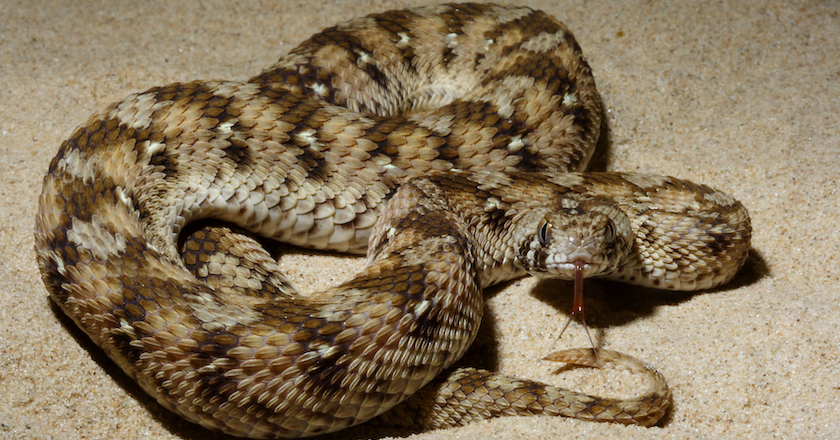 These Are the 7 Deadliest Animals in Africa carpet viper