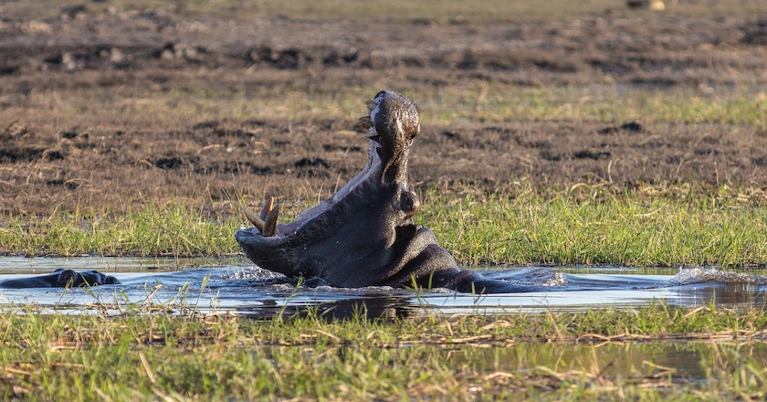These Are the 7 Deadliest Animals in Africa hippo