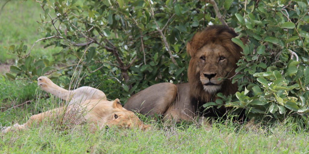 These Are the 7 Deadliest Animals in Africa lion