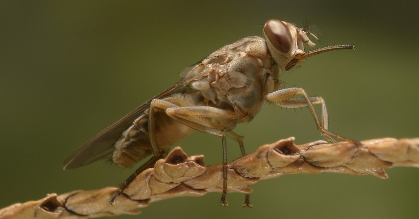 These Are the 7 Deadliest Animals in Africa tsetse fly