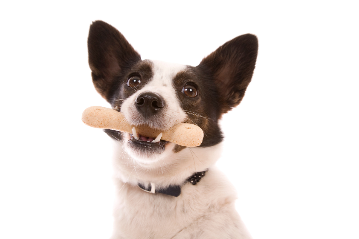 Best dog treats for teeth