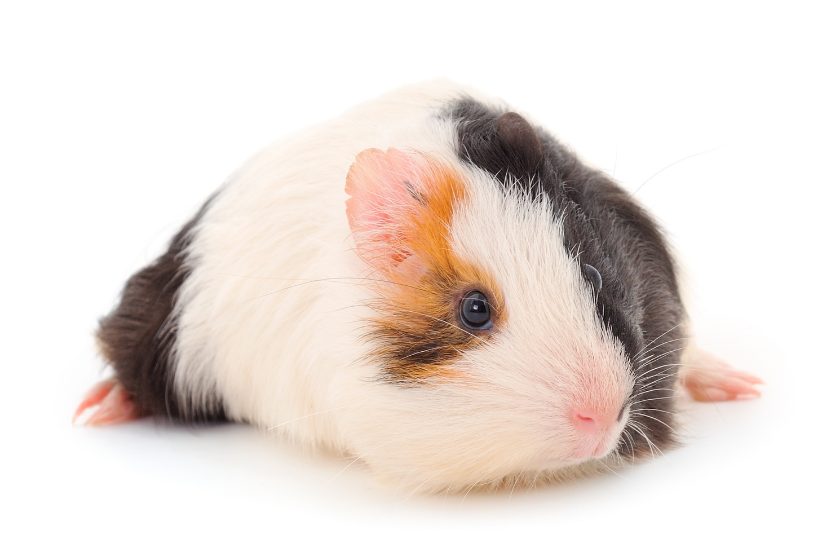 guinea pig on white background