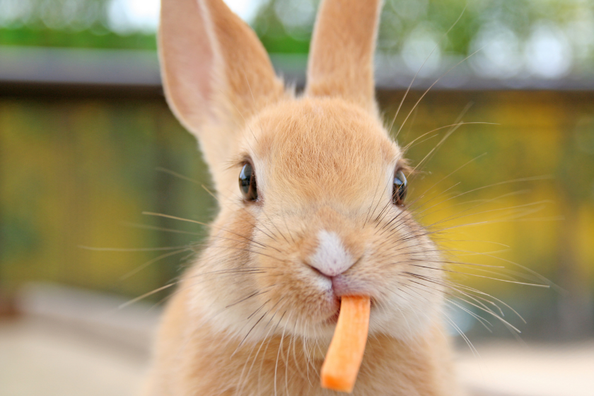 rabbit chewing on carrot