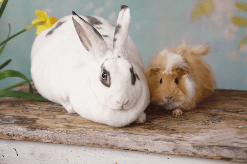 rabbit alongside guinea pig rodent