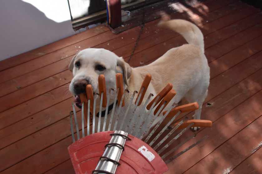 can dogs eat hot dogs