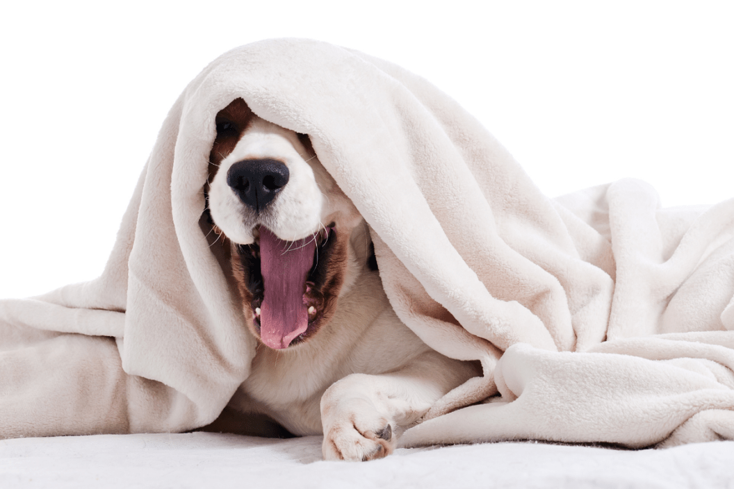 Dog discount suckling blanket