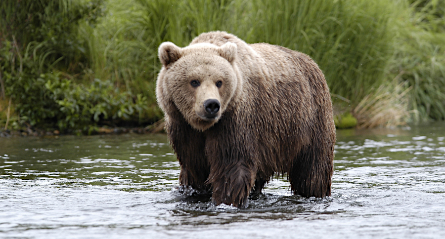 Bear Season