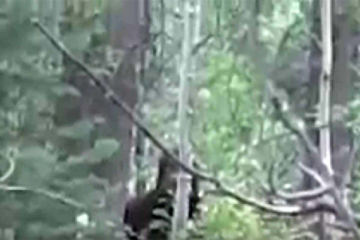 bigfoot