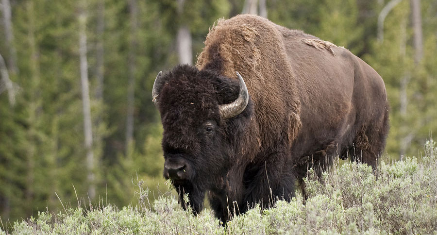 bison