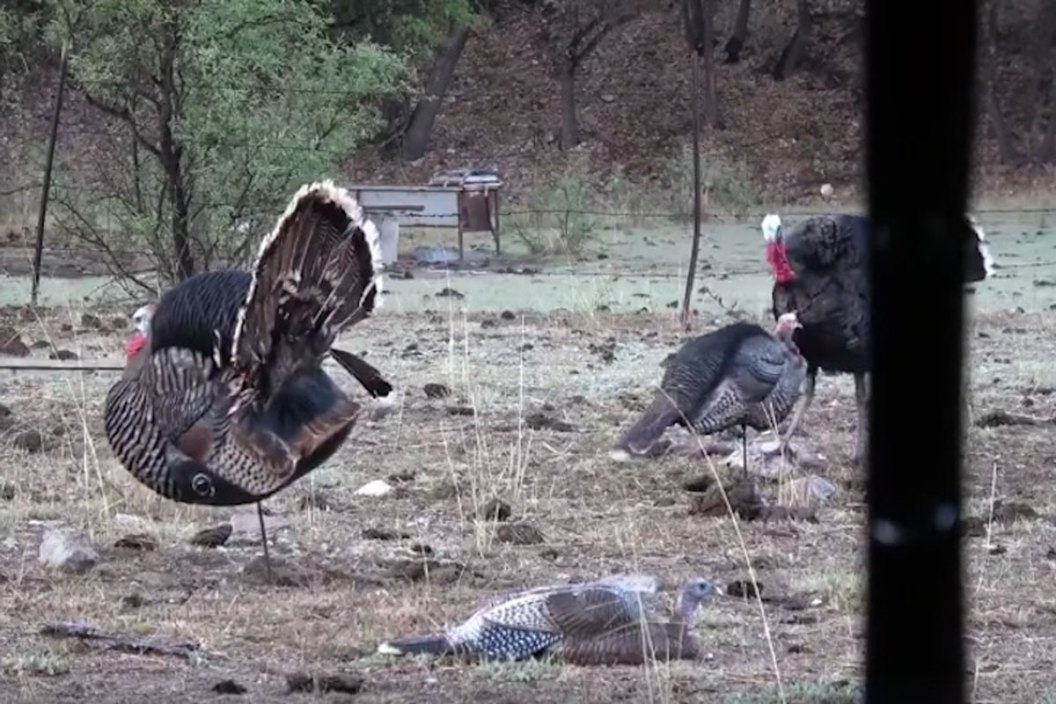 Motorized Turkey Decoy Called Mobo Gobbler - Wide Open Spaces