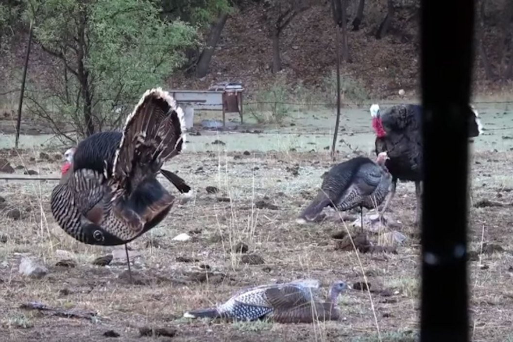 Motorized Turkey Decoy Called Mobo Gobbler - Wide Open Spaces