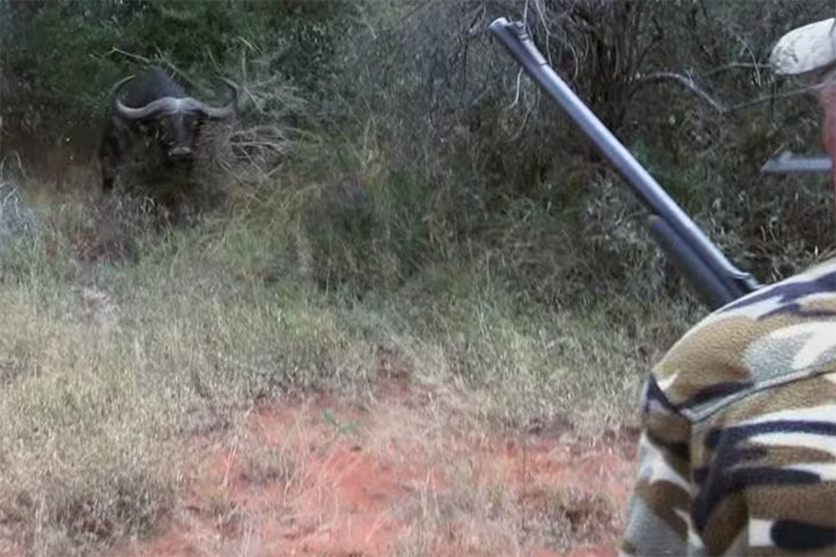 cape buffalo charges