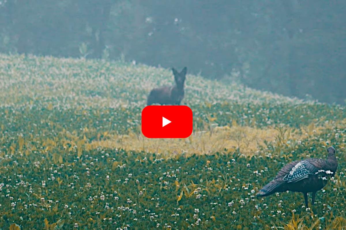 Coyote Interrupted